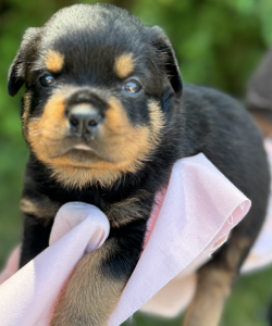 4 week old Rottweiler puppy with pink collar from 2024