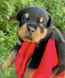 4 week old Rottweiler puppy with red collar from 2024