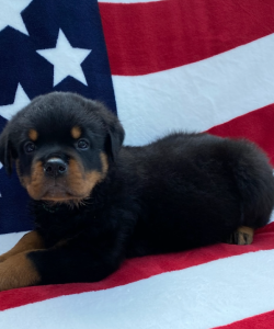 7 week old Rottweiler puppy with green collar from 2024