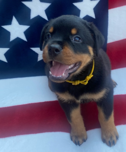 7 week old Rottweiler puppy with yellow collar from 2024