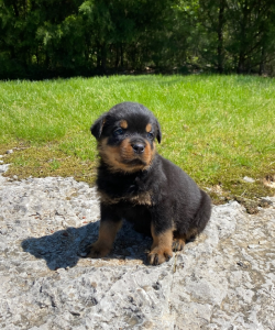 Black collar puppy