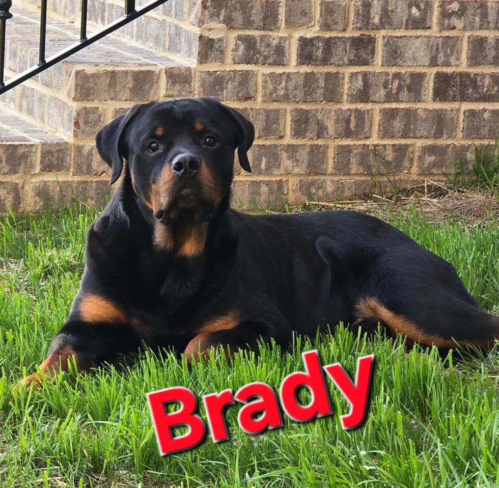 Brady, a happy Rottweiler puppy, playing outdoors.