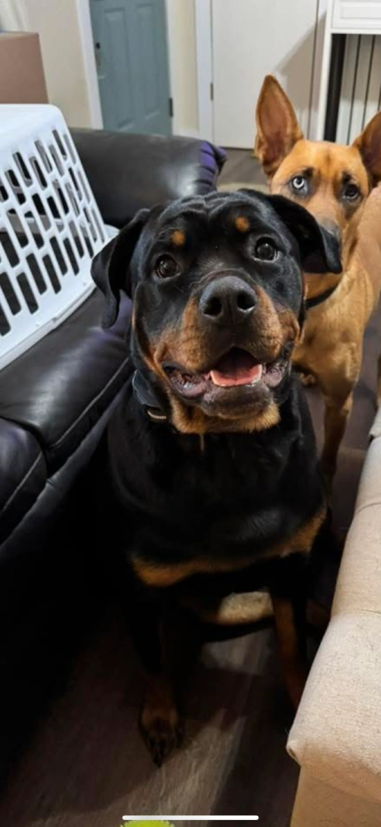 Daisy, a playful Rottweiler puppy.