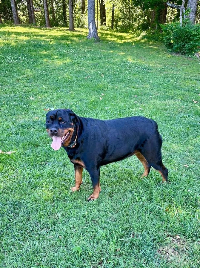 Luna, a playful Rottweiler puppy.
