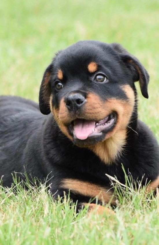 Pretty Boy Winston, a playful Rottweiler puppy.