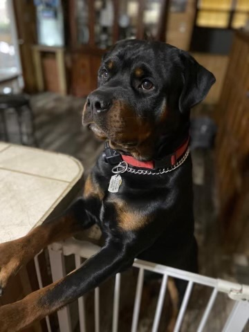 Rambo, an adorable Rottweiler puppy with a curious look.