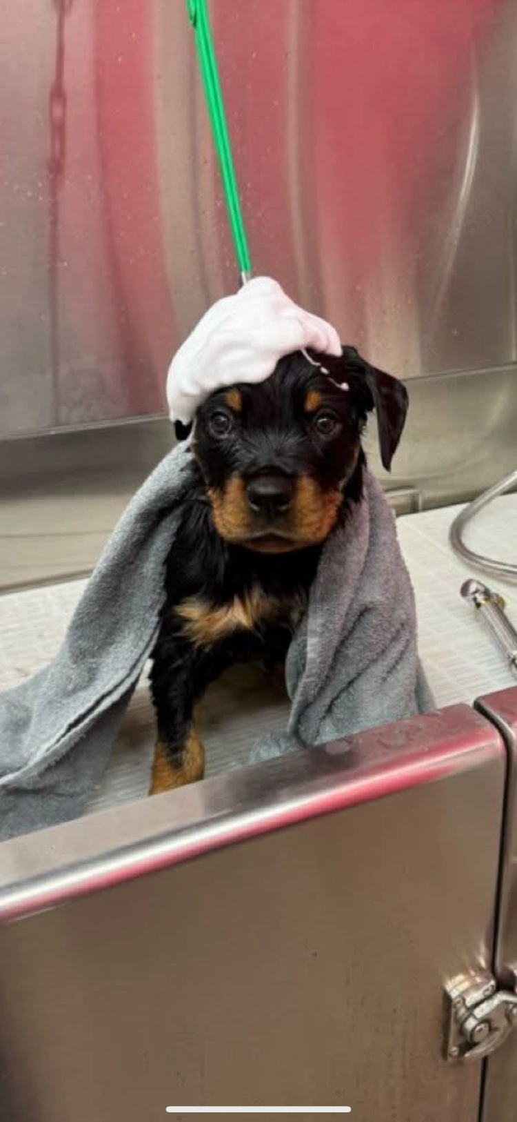 Reacher, a playful Rottweiler puppy.