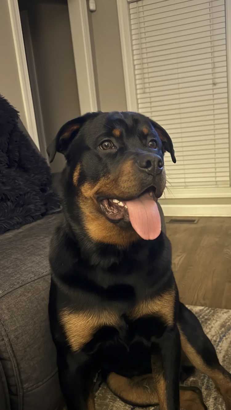 Winston, a sweet Rottweiler puppy, sleeping.