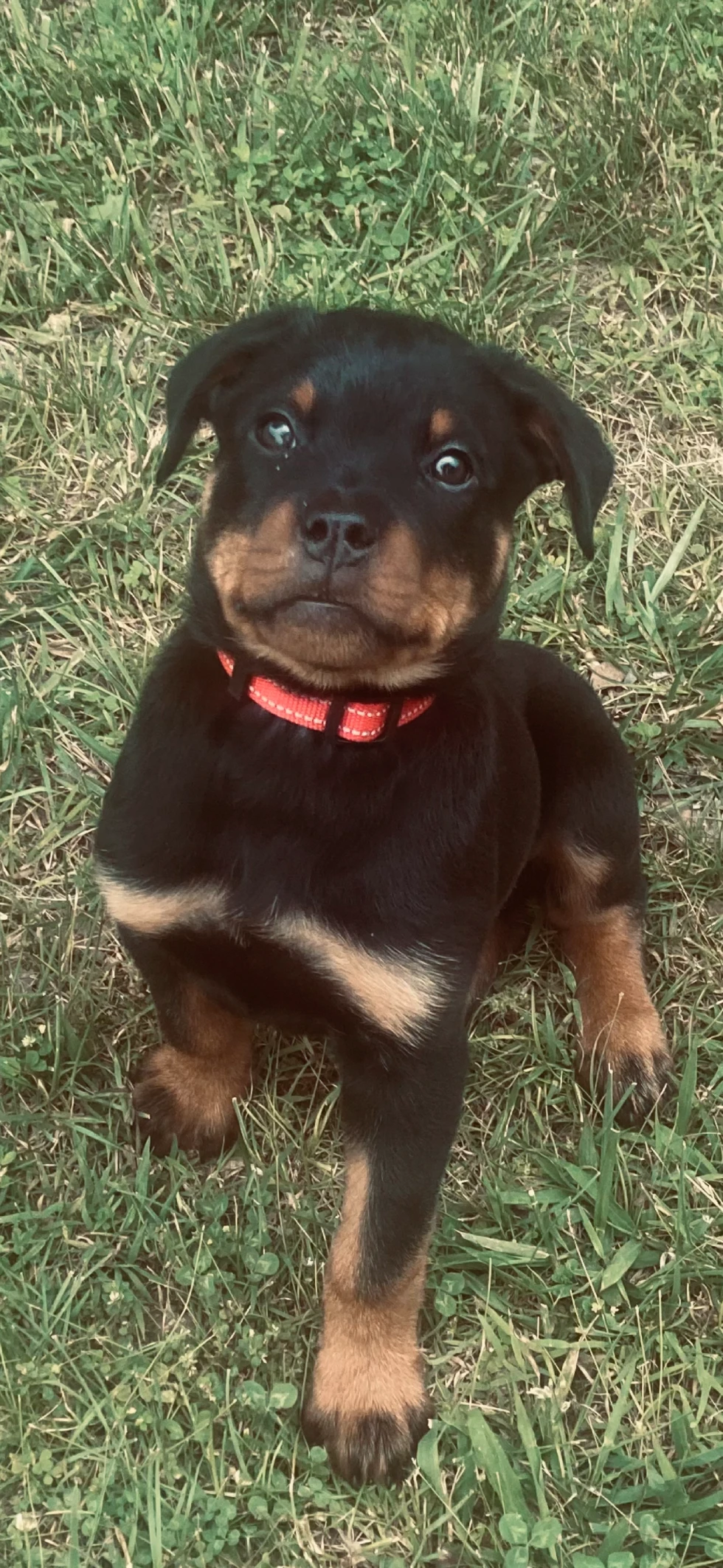 Zydeco, a playful Rottweiler puppy.