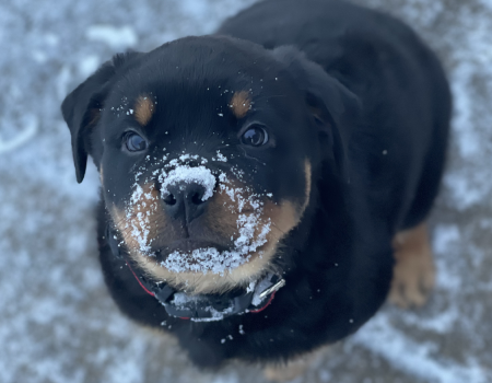 Rottweiler puppy with snow on its nose.