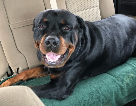 Adult Rottweiler sitting in a car.