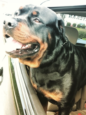 Tank, the beloved Rottweiler who inspired Good Nature Kennels